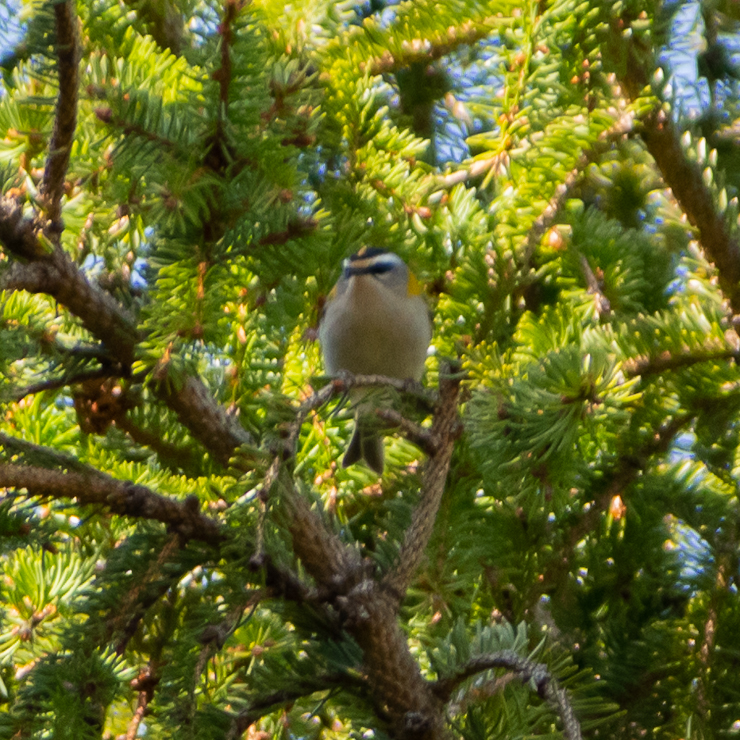 Common firecrest